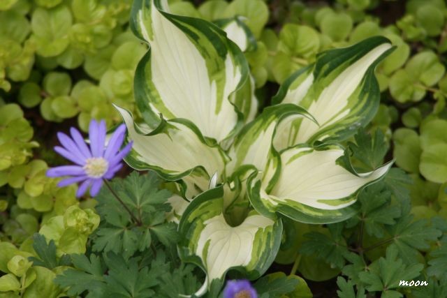 hosta